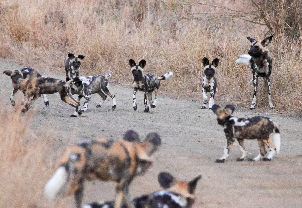 African Wild Dog Puppies for Two Packs on Hluhluwe-iMfolozi Park