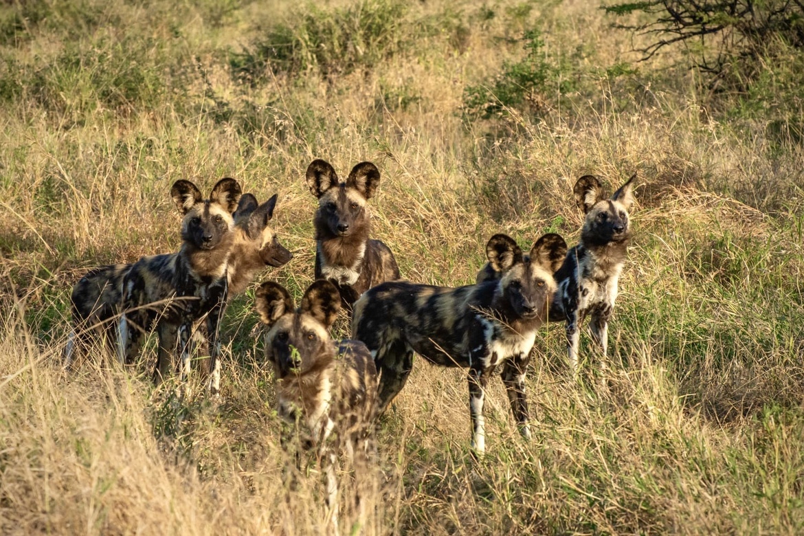 New Pack of African Wild Dogs Released onto uMkhuze