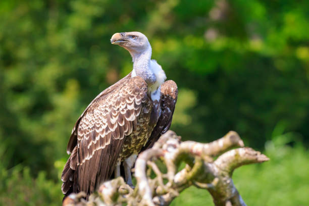 Recognising the Six Vulture Species of South Africa