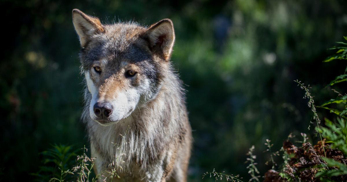 The Return of the Carnivorous Wolf to Norway