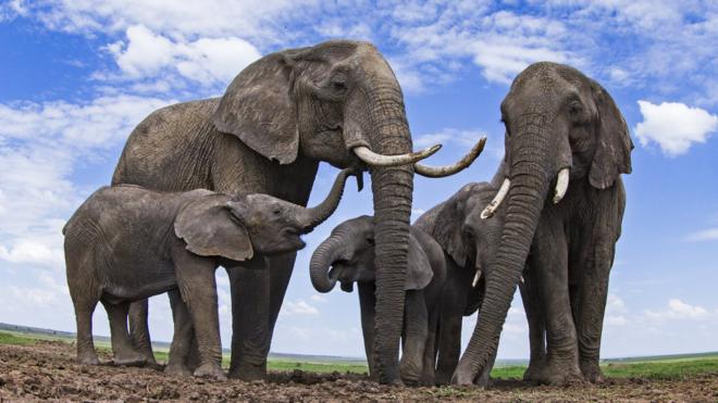The Impact of Space on Elephants' Lives