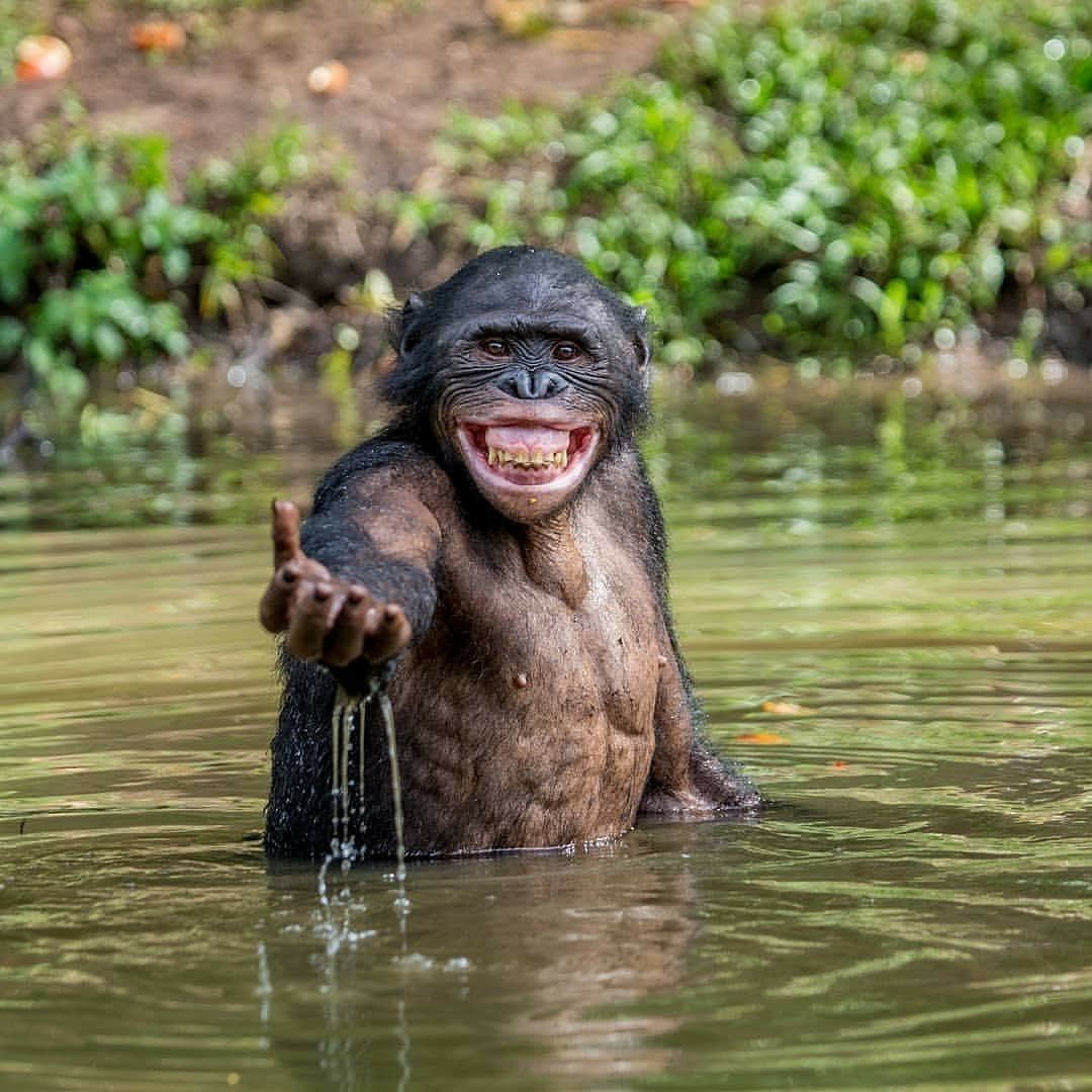Chimpanzees Greet One Another
