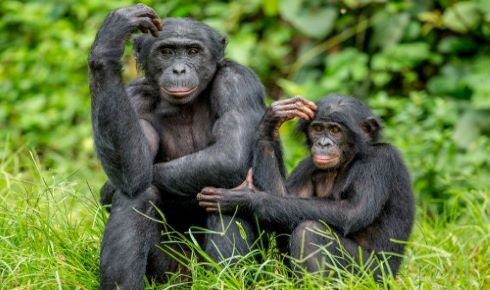 Could Apes Share Our Trait Of Joint Commitment?