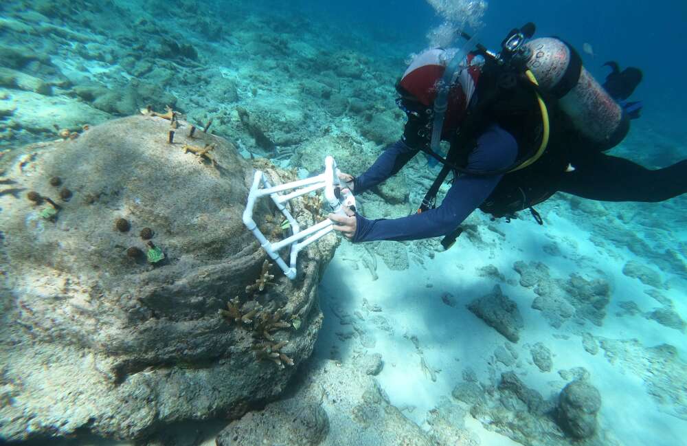 Divers Compare Reef Patches With And Without Crabs