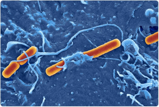 Horizontal Gene Transfer