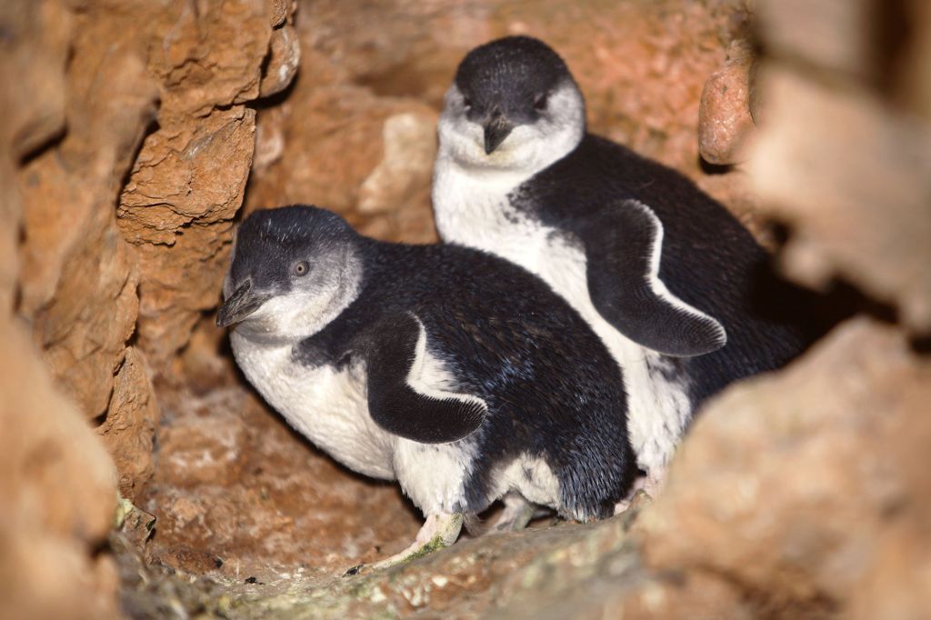 Little Penguins On Maria Island