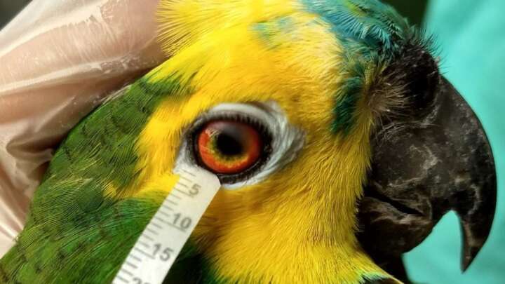 Parrot Tears Were Collected For The Study