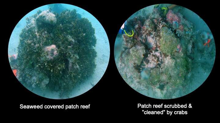 Reefs Affected By The Presence Of Crabs Vs None