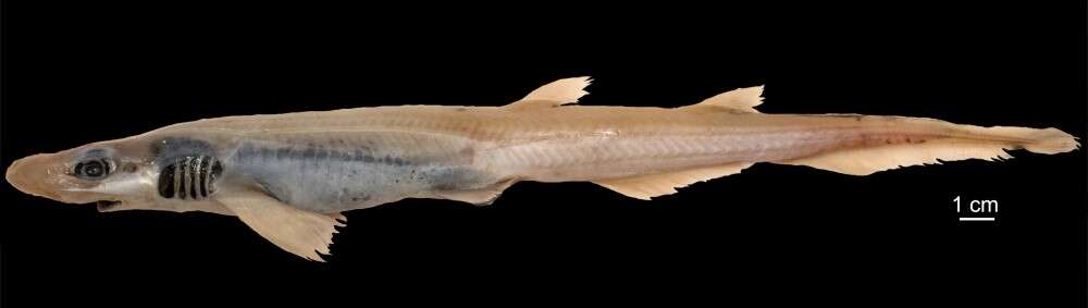 Shark Without The Dermal Layer