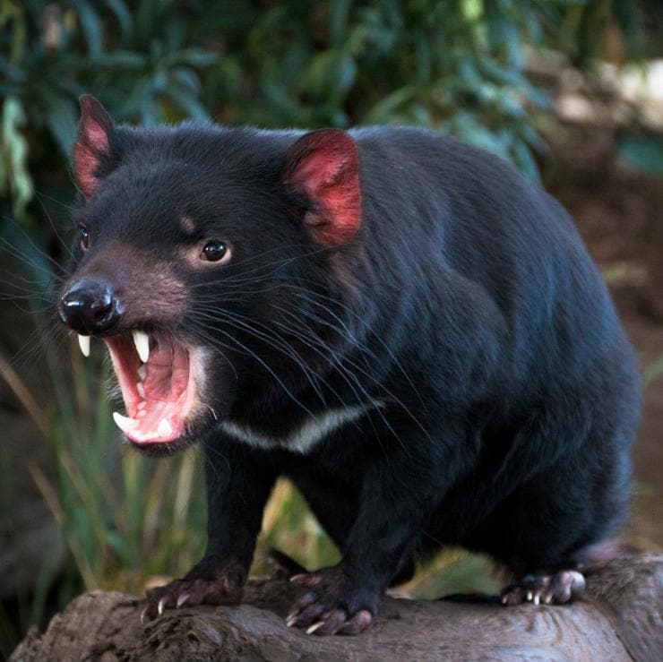 Tasmanian Devil