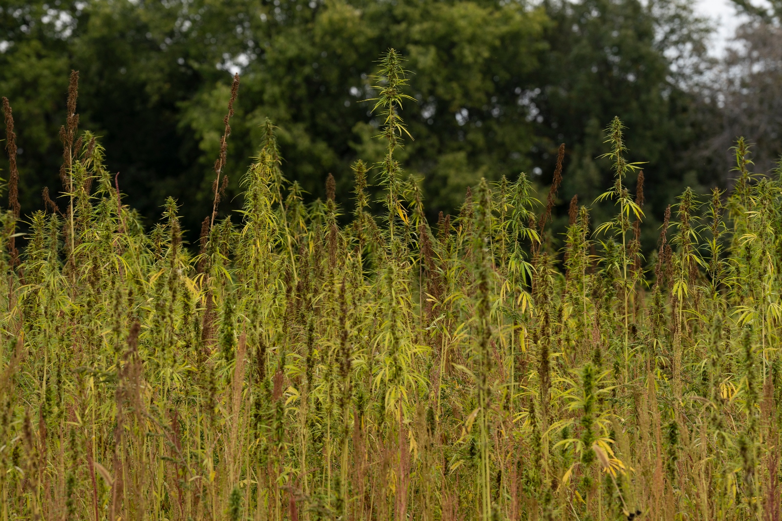 The Lower Sioux in Minnesota need homes  so they are building them from hemp