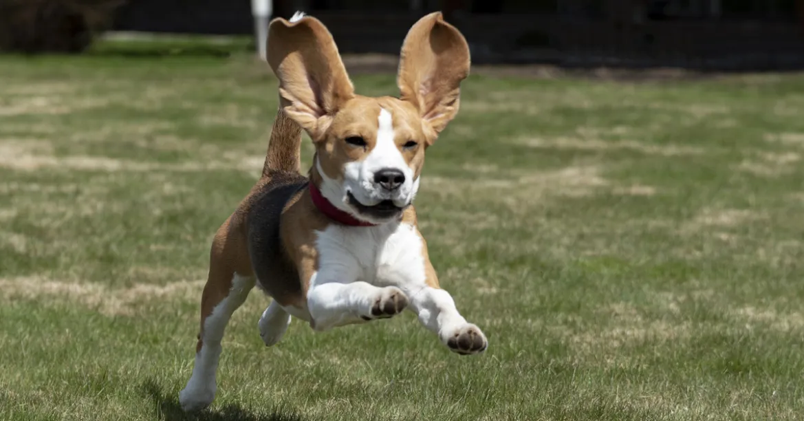 Dogs May Use Earth's Magnetic Field To Navigate