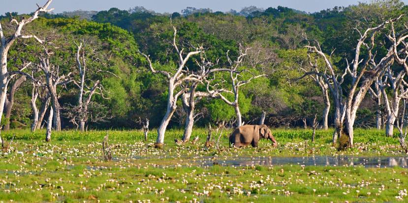 Exploring the wonders of biodiversity | The Daily Forest
