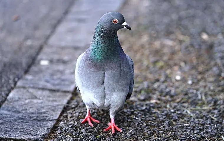 The Causes Of The Pigeon In Las Vegas