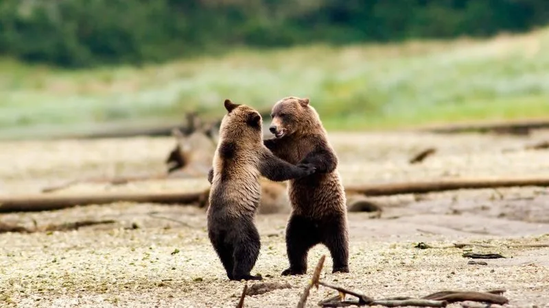 Most Incredible Wildlife Experiences in All of Canada