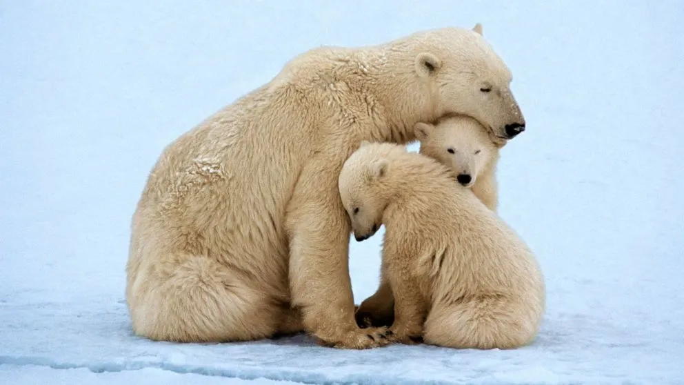 Wildlife Species Affected by Climate Change