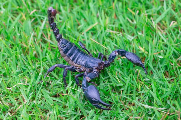 Asian Forest Scorpion
