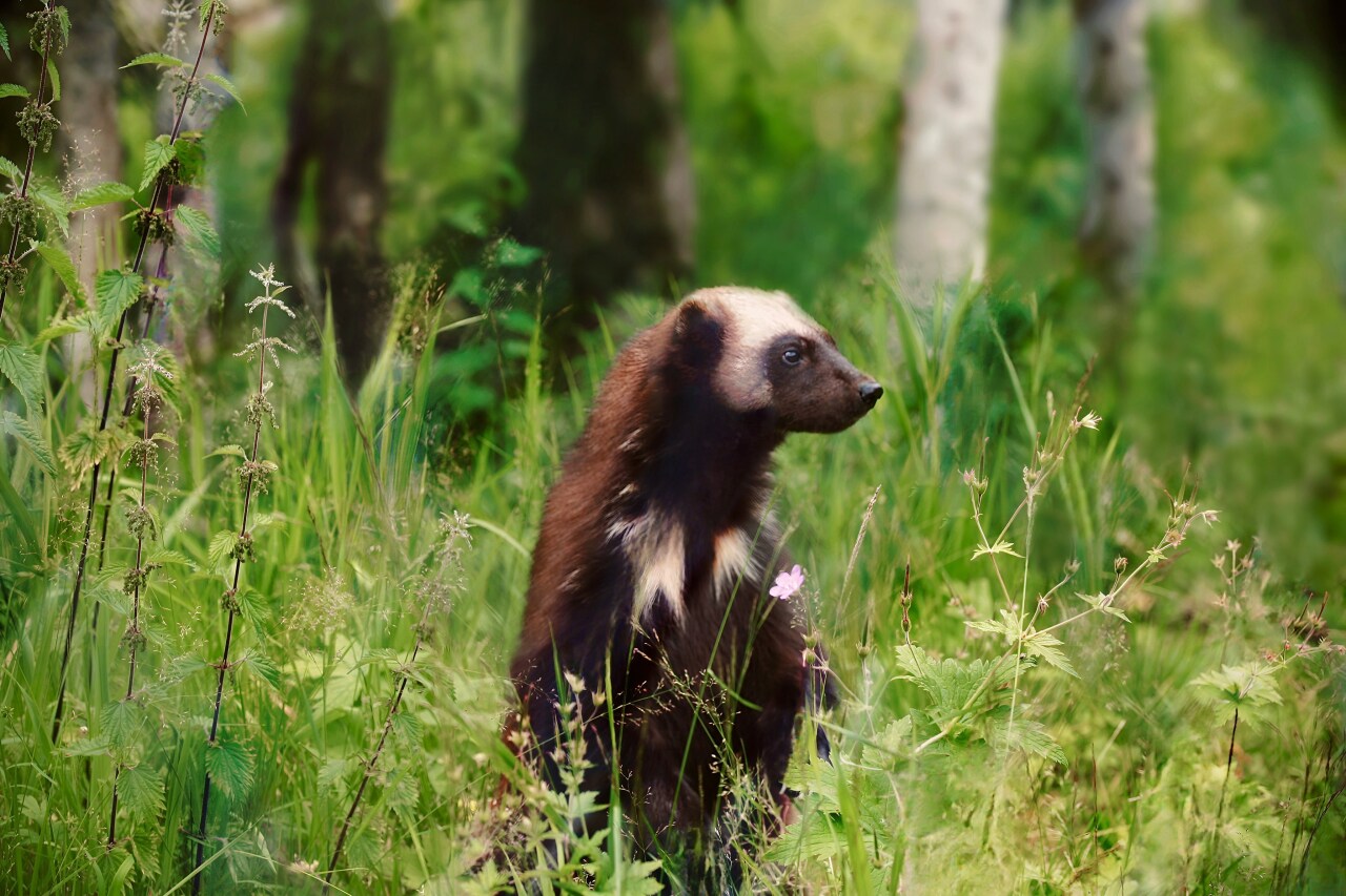 Colorado’s Ecosystem