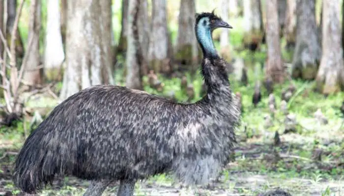 Historical photo of emus in the Australian landscape during the 1932 Emu War.
