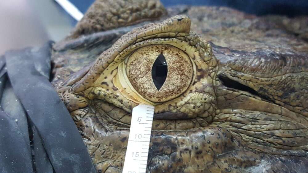 Research On Bird & Reptile Tears Show Theyre Similar To Ours