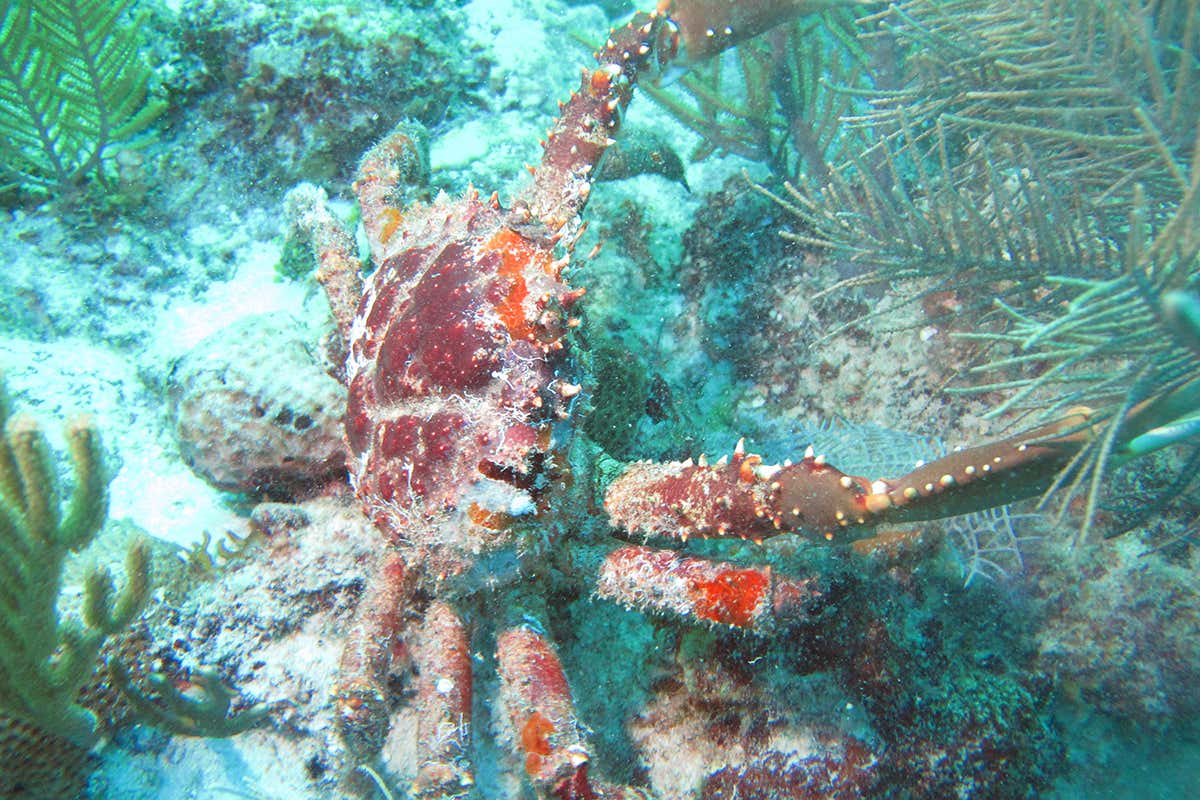 How Crab Armies Could Help Save Coral Reefs