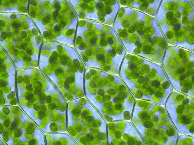 By Trading Entire Organelles, Plants Can Swap Genes With One Another