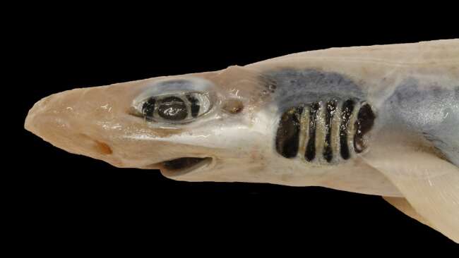 Shocking Discovery Made By Scientists Who Found Skinless Shark