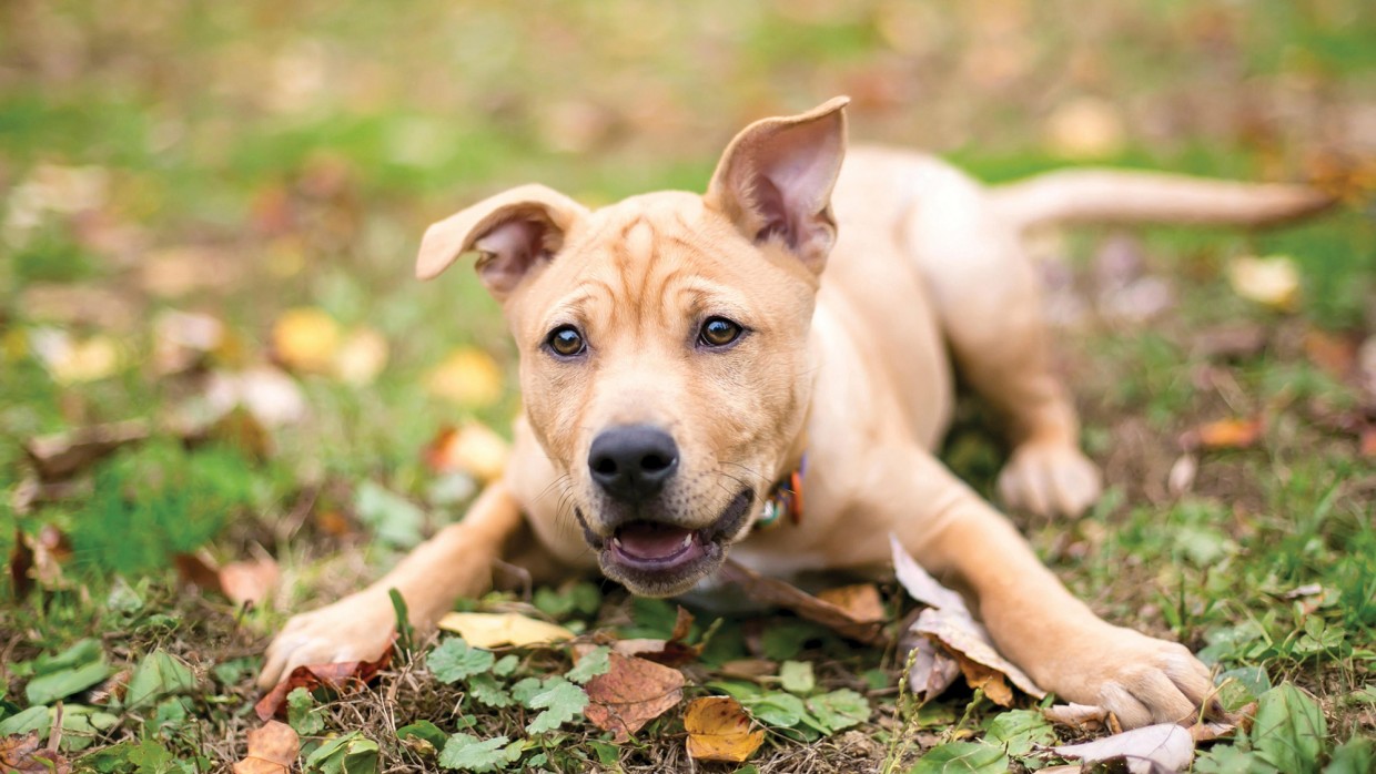 Apparently Dogs Know When Youre Lying To Them