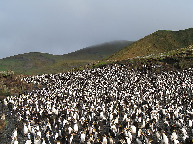 Thousands Of Penguins Wiped Out In Australia Due To Tasmanian Devils