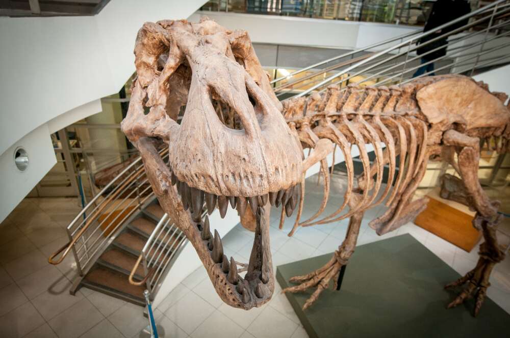 We Now Know The Total Number Of T-Rex Dinosaurs That Walked The Planet