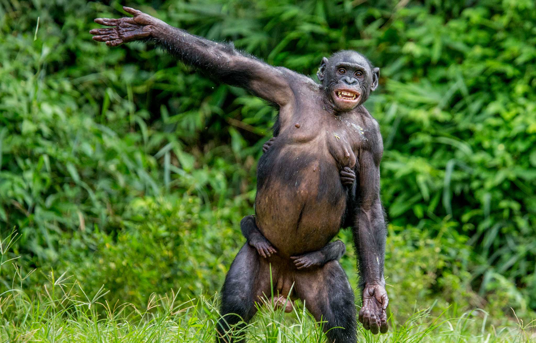 Apparently Chimps & Bonobos Signal Hello and Goodbye